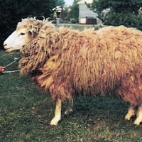 Ovce Zušlechtěná valaška