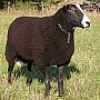 Plemeno ovce Zwartbles
