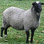 Romanovská ovce