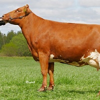 Švédský červený skot - ChovZvířat.cz
