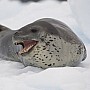 Tuleň leopardí