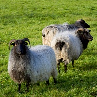 Vřesová ovce