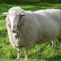 Východofríská ovce