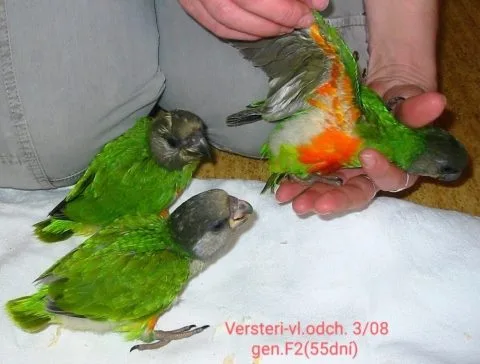 Fotografie #129