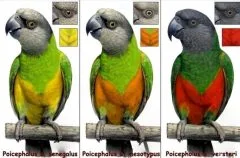 Fotografie z chovu