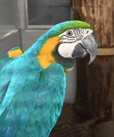 Ara ararauna