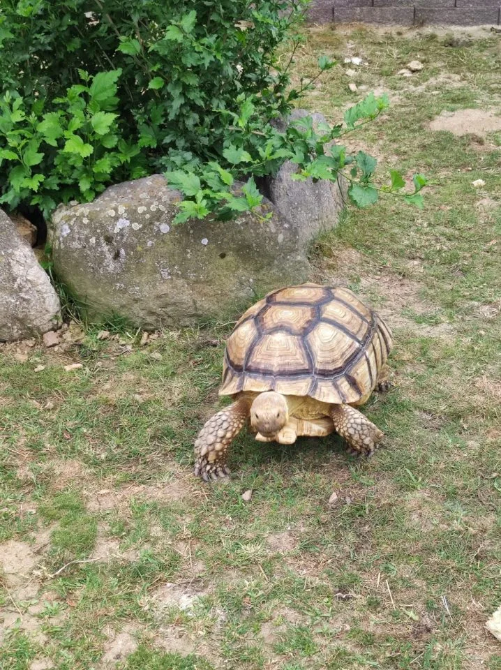 Želva po koupeli