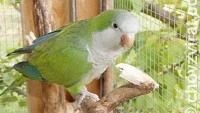 Jak mne očarovali papoušci 2 – rok plný změn…