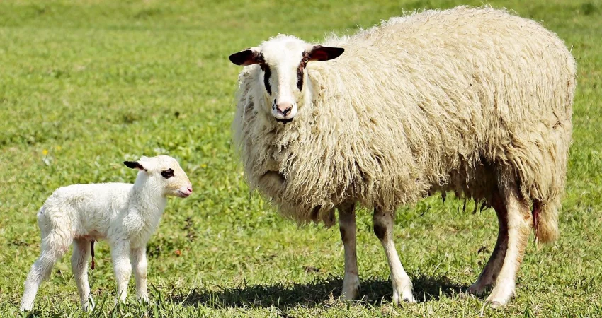 Ovce pomáhají nejen při údržbě krajiny