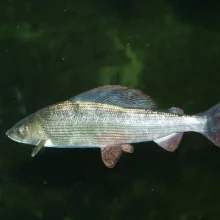 Lipan podhorní je v Podyjí často vysazovaným rybím druhem