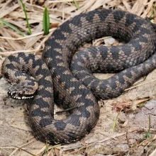 Výskyt zmije obecné byl prokázán u obce Čížov