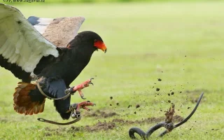 Letové ukázky dravců - Zayferus na zámku Lednice