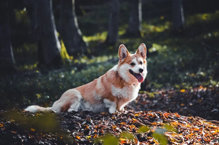 I psí obranyschopnost si na podzim zaslouží posílit. Jak na to a jak imunitu mazlíčka zbytečně nezatěžovat?
