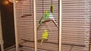 Výroba klece pro menší druhy papoušků