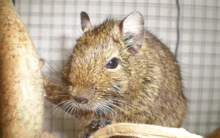 Osmák degu – rady a tipy