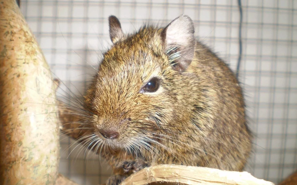 Osmák degu – rady a tipy