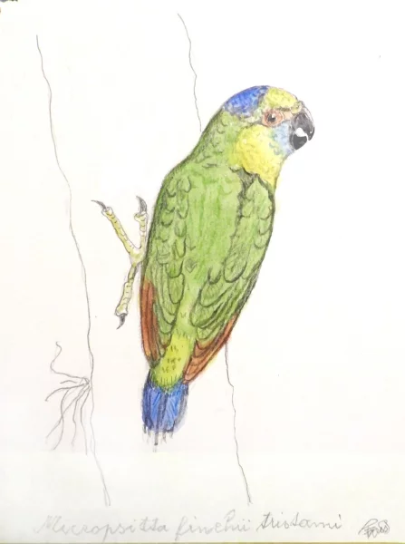 Papoušínek zelený ostrovní