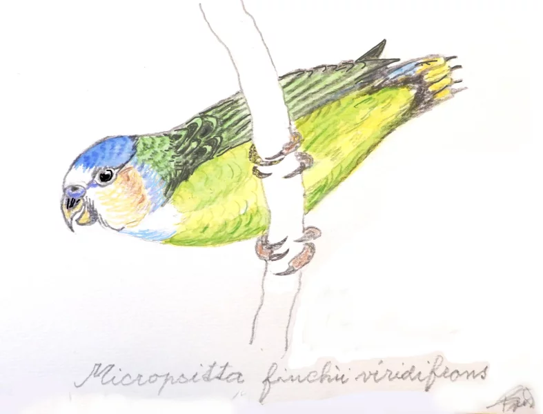 Papoušínek zelený lihirský