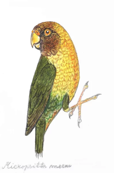 Papoušínek žlutoprsý