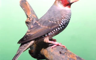 Amadina červenohlavá – Amadina erythrocephala (Linnaeus, 1758)