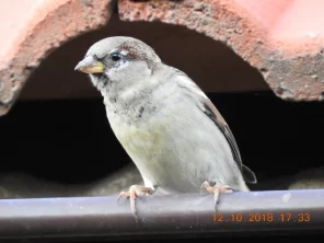 Vrabci jako zrcadlo ochrany přírody