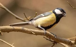 Sýkora koňadra – Parus major Linnaeus, 1758