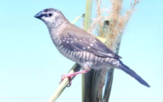 Amadina pruhovaná – Aidemosyne modesta (Gould, 1837)