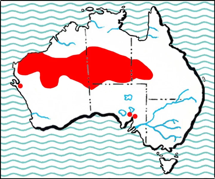 Mapka rozšíření astrildů rudokrkých