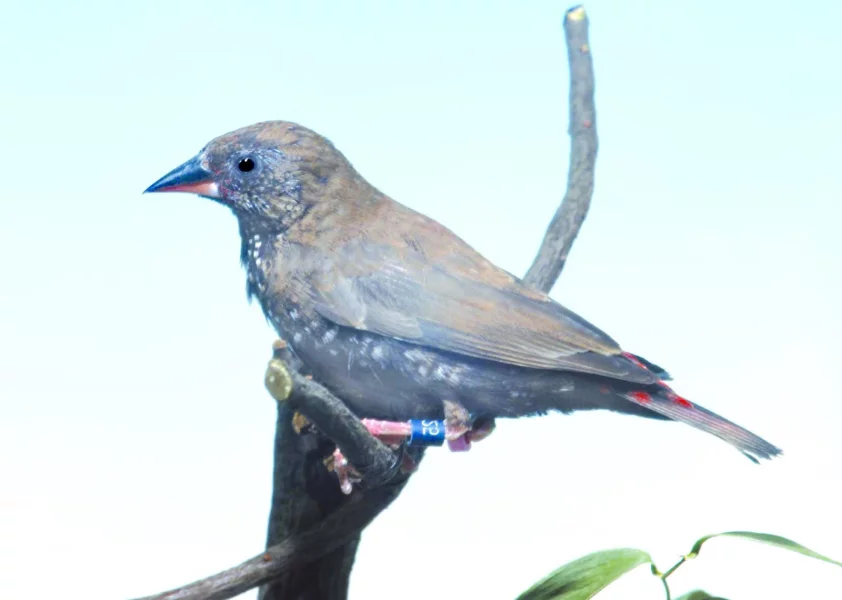 Astrild rudokrký, mladý pták