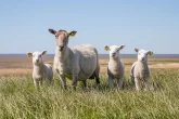 Rozmnožování ovcí