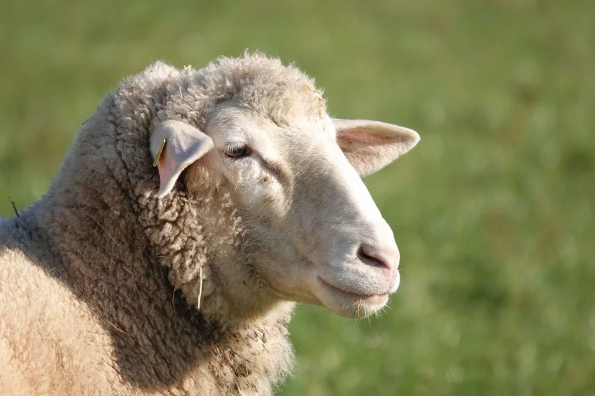 Zapouštění, březost, porod a odchov ovcí