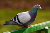 Usazování, párování a plemenitba holubů