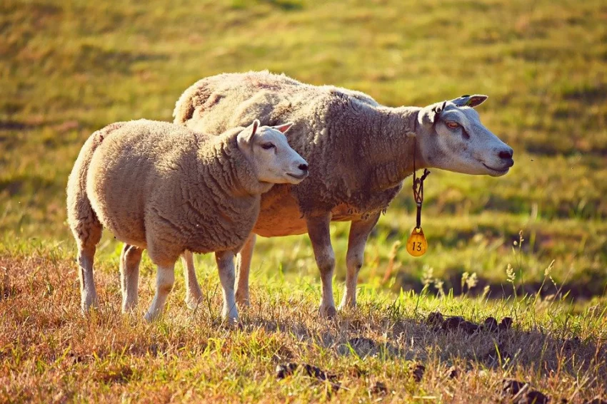 Ustájení ovcí, zařízení stáje
