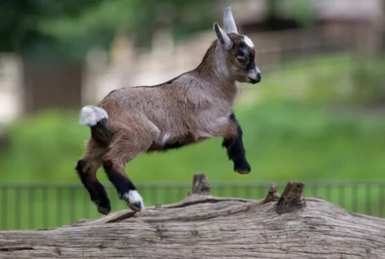 Plemena koz chovaná v ČR