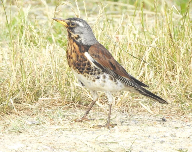 Drozd kvíčala – Turdus pilaris Linnaeus, 1758