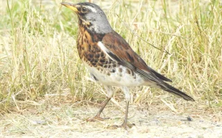 Drozd kvíčala – Turdus pilaris Linnaeus, 1758