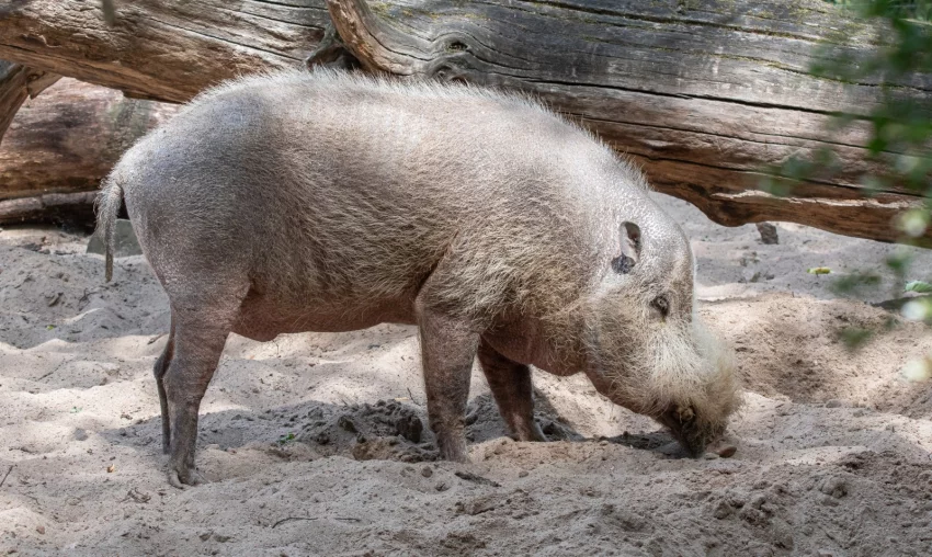 Divoké formy prasat v evropských chovech