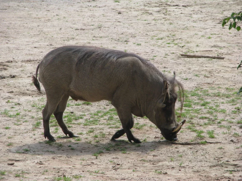 Divoké formy prasat v evropských chovech