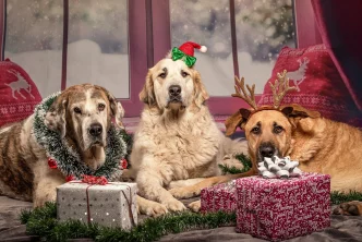 Přes Vánoce tradičně přibývají zažívací potíže psů