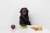 Zpestřete psovi stravu. Které ovoce je pro chlupáče vhodné?