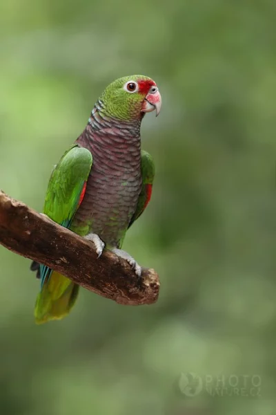 Amazoňan fialovoprsý (Amazona vinacea)