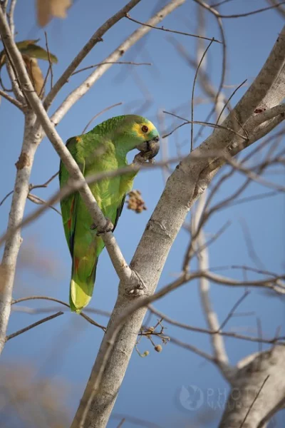 Amazoňan modročelý (Amazona aestiva)