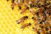 Vytáčení a uskladnění medu