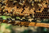 Rojení včel a jeho dopady na produkci medu