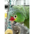 Ze života a historie papoušků