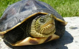 Odchov želvy čínské v teráriu