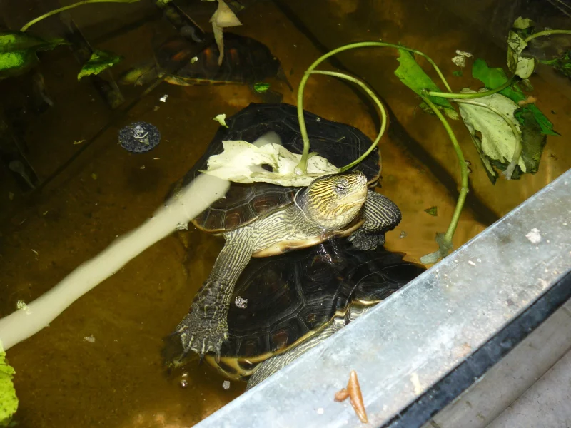 Odchov želvy čínské v teráriu