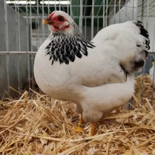 Drůbež na Celostátní výstavě Chovatel v Lysé nad Labem