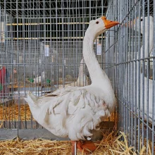 Drůbež na Celostátní výstavě Chovatel v Lysé nad Labem