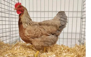 Drůbež na Celostátní výstavě Chovatel v Lysé nad Labem